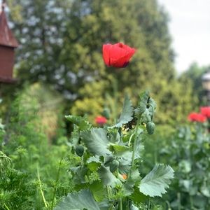 Meet your Posher, Campbell